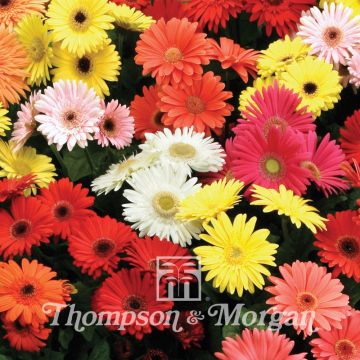 Gerbera T&M Mixed Hybride F2 (Samen)