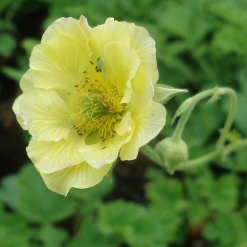 Geum Banana Daiquiri - Benoîte hybride jaune citron clair