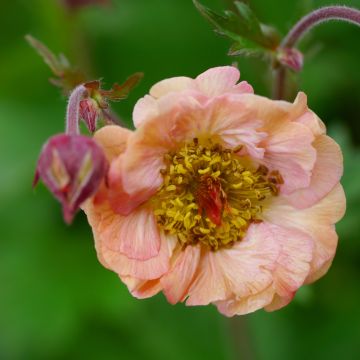 Geum Bell Bank - Nelkenwurz