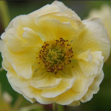 Geum coccineum Cocktail Gimlet - Scharlachrote Nelkenwurz