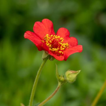 Geum chiloense Feuerball - Chilenische Nelkenwurz