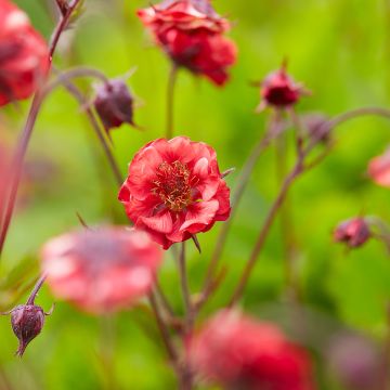 Geum Flames of Passion - Nelkenwurz