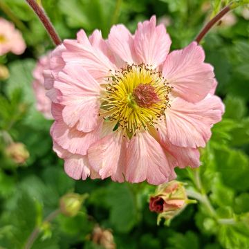 Geum rivale Mai tai - Bach-Nelkenwurz