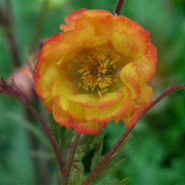 Geum coccineum Nonna - Scharlachrote Nelkenwurz