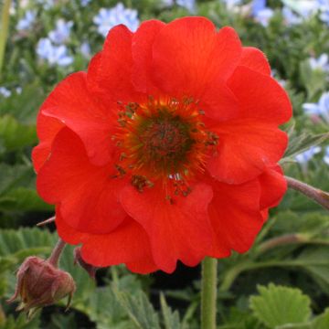 Geum coccineum Red Wings - Scharlachrote Nelkenwurz