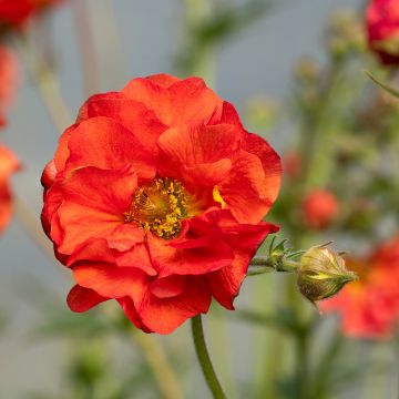 Geum Scarlet Tempest - Benoîte hybride