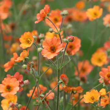 Geum Totally Tangerine - Nelkenwurz