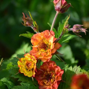 Geum Tutti Frutti - Nelkenwurz