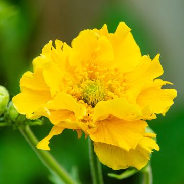 Geum chiloense Lady Stratheden - Chilenische Nelkenwurz