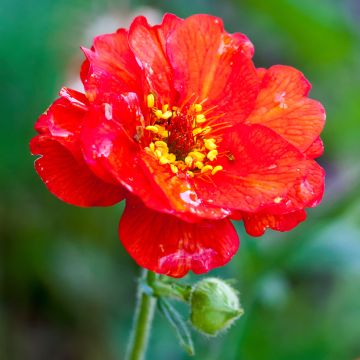 Geum chiloense Mrs Bradshaw - Chilenische Nelkenwurz