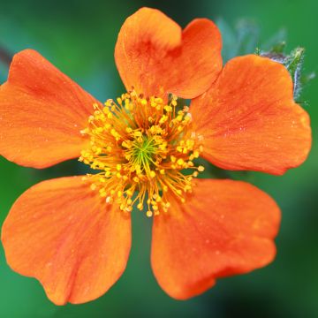 Geum coccineum Borisii - Scharlachrote Nelkenwurz