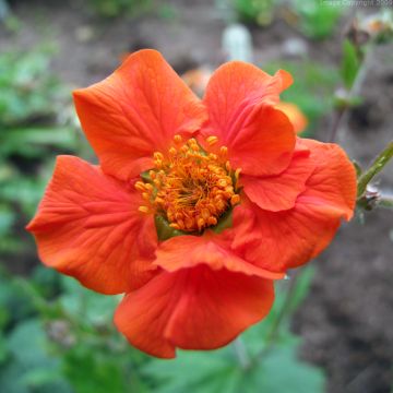 Geum coccineum Werner Arends - Benoîte orange 