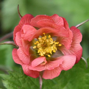 Geum rivale Leonard's Variety - Bach-Nelkenwurz