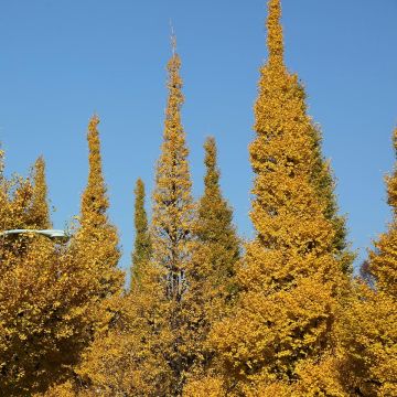 Ginkgo biloba Eiffel - Fächerblattbaum