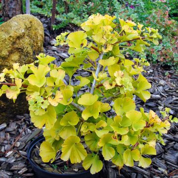 Ginkgo biloba Mariken - Arbre aux quarante écus nain