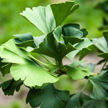 Ginkgo biloba Simon - Fächerblattbaum