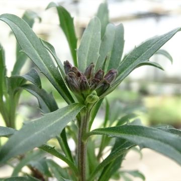 Garten-Goldlack Constant Cheer - Erysimum