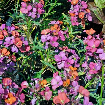 Giroflée - Erysimum Constant Cheer