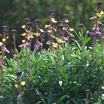 Giroflée, Erysimum mutabile