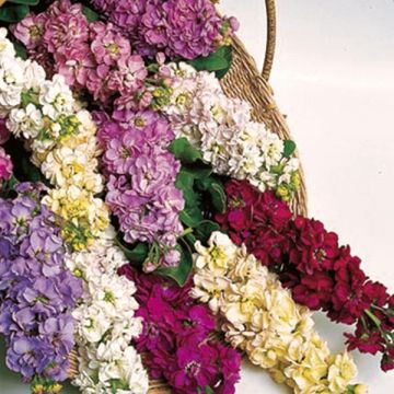 Levkoje Giant Perfection Mix (Samen) - Matthiola