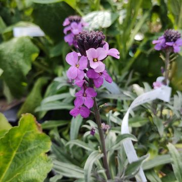 Garten-Goldlack Bowles Mauve - Erysimum