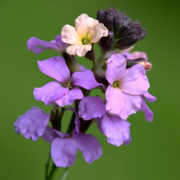 Garten-Goldlack Jenny Brook - Erysimum