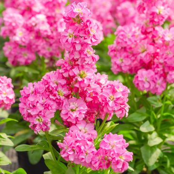 Levkoje Heritage Pink - Matthiola incana