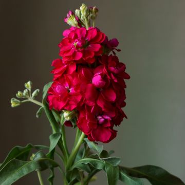 Levkoje Heritage Scarlet - Matthiola incana