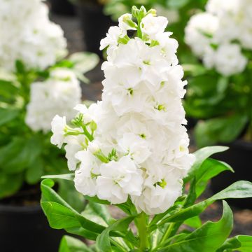 Levkoje Heritage White - Matthiola incana