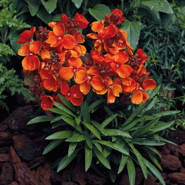 Garten-Goldlack Bedder Scarlet - Erysimum