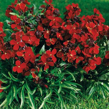 Garten-Goldlack Bedder Vulcan brune - Erysimum