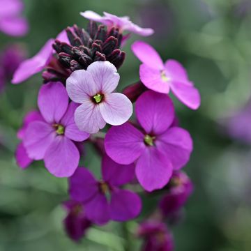 Giroflée vivace - Erysimum Poem Lavender 