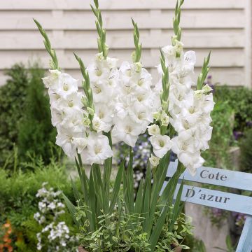 Großblütige Gladiole Glamini Blondy - Gladiolus