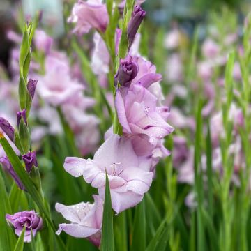 Großblütige Gladiole Blue Tropic - Gladiolus