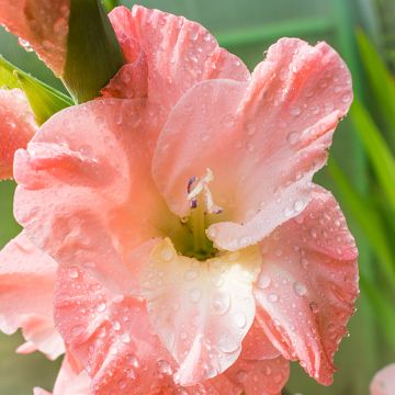 Großblütige Gladiole Blushed look - Gladiolus