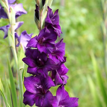 Großblütige Gladiole Deep Purple - Gladiolus