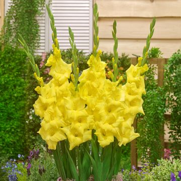 Großblütige Gladiole Glamini Luna - Gladiolus