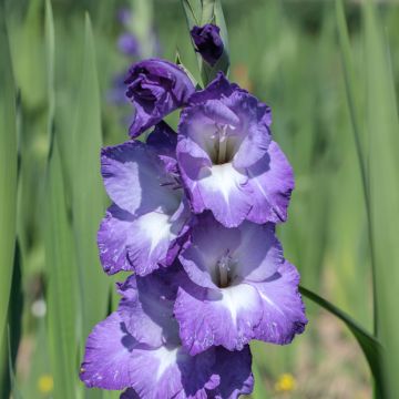 Großblütige Gladiole Nori - Gladiolus