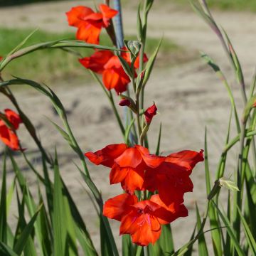 Gladiolus primulinus Mirella - Gladiole