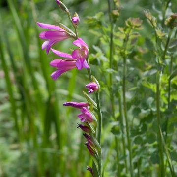 Gladiolus italicus - Gladiole