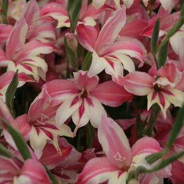 Gladiolus colvillei Galaxian - Zwerg-Gladiole