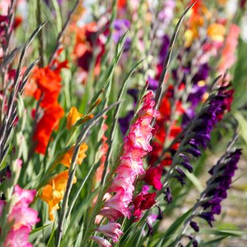 Gladiolus nanus Mix - Gladiole