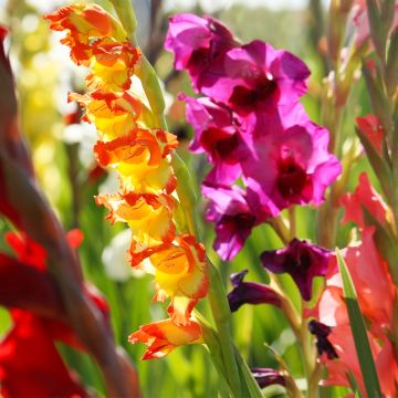 Großblütige Gladiole Mix - Gladiolus