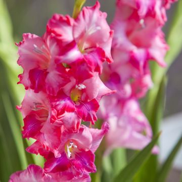 Glaïeul ou Gladiolus tubergenii Charm