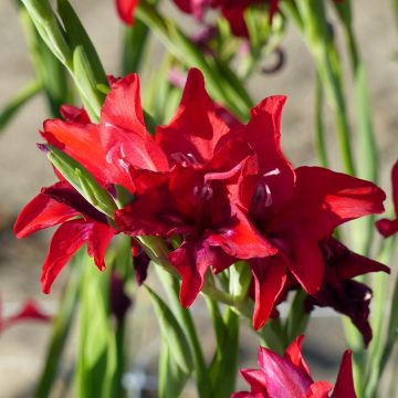 Gladiolus colvillei Robinetta - Zwerg-Gladiole