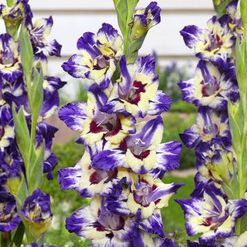 Gladiolus papilio Circus Club - Gladiole