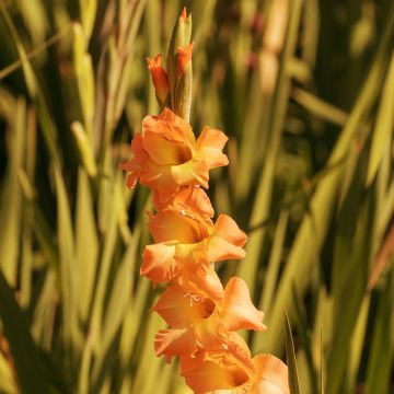 Großblütige Gladiole Conca d'Oro - Gladiolus