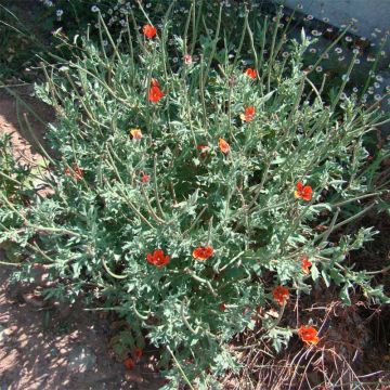 Glaucium corniculatum - Roter Hornmohn