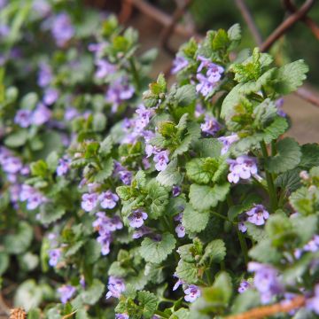 Glechoma hederacea - Lierre terrestre