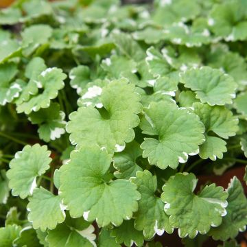 Glechoma hederacea Variegata - Gundermann